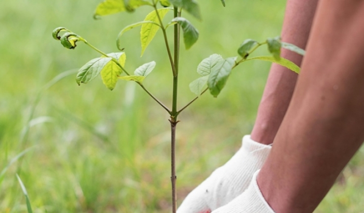 campanie comuna de impadurire la granita cu republica moldova 69b654fb41c72