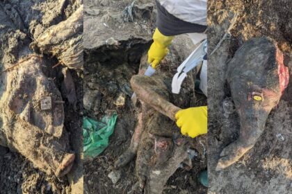 cel mai mare scandal ecologic din dobrogea verdict final in dosarul cimitirul de lesuri de la smardan judetul tulcea 69ab6a74b8a01