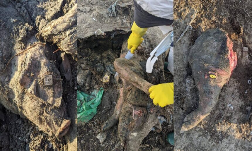 cel mai mare scandal ecologic din dobrogea verdict final in dosarul cimitirul de lesuri de la smardan judetul tulcea 69ab6a74b8a01