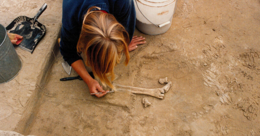 descoperire majora in alaska unelte din fildes de mamut vechi de 14 000 de ani o noua teorie despre primii oameni din americi 69a52525a8370