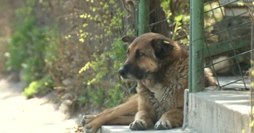 doi barbati au fost retinuti in dosarul eutanasiilor ilegale de caini din prahova si giurgiu 69aaa6ca6665b