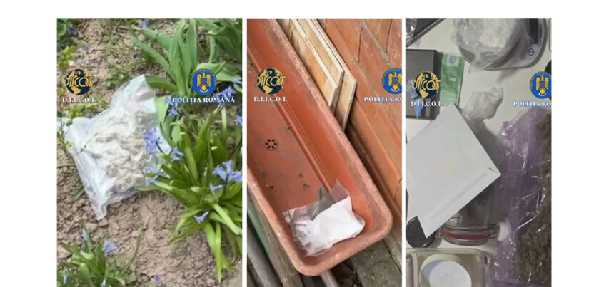 droguri ascunse in gradina printre zambile traficanti prinsi cu sute de grame de stupefiante 69bc15fa9ab4e