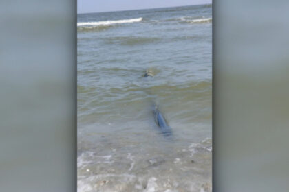 exclusiv buzoianu despre tevile ilegale care deverseaza apa netratata direct in marea neagra toate autoritatile competente vor face controale 69b7d2430e666