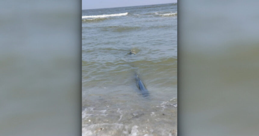 exclusiv buzoianu despre tevile ilegale care deverseaza apa netratata direct in marea neagra toate autoritatile competente vor face controale 69b7d2430e666