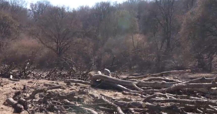 exclusiv hectare intregi din padurea hoia baciu de langa cluj napoca taiate la ras peste ce prevede legea 69bbbfd2e2f60