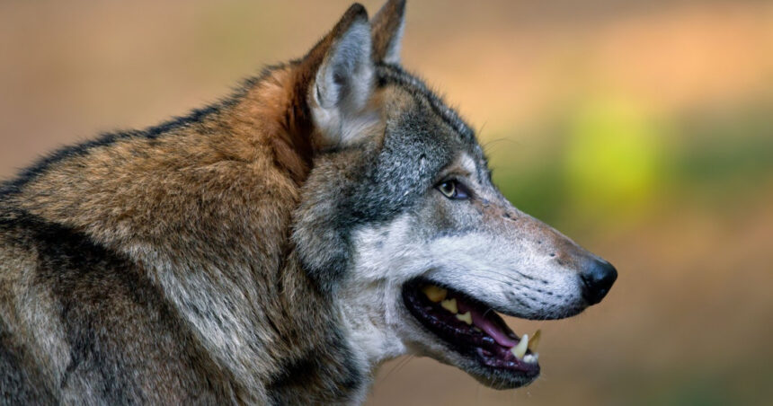 femeie muscata de lup intr o zona comerciala din hamburg este primul astfel de atac de la revenirea lupilor in germania 69cbc67c2e2b5