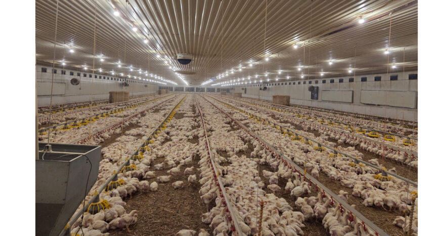 foto amenda usturatoare pentru o ferma de pui din judetul constanta aplicata de garda de mediu 69c638b5a0753