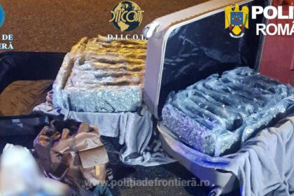 foto aproape 31 de kilograme de canabis descoperite la nadlac un italian a fost arestat preventiv 69c153164fefc