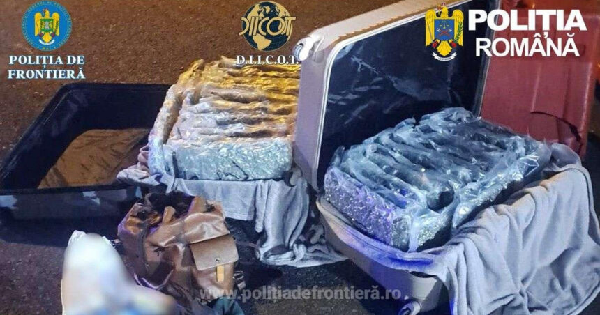 foto aproape 31 de kilograme de canabis descoperite la nadlac un italian a fost arestat preventiv 69c153164fefc