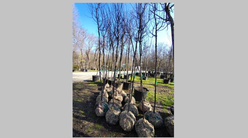 foto constanta restart organizeaza o noua actiune de plantare la palatul copiilor constanta copacii au fost deja platiti si asteapta voluntarii sa ii planteze spune catalin filisan presedintele aso 69a802411fdd9