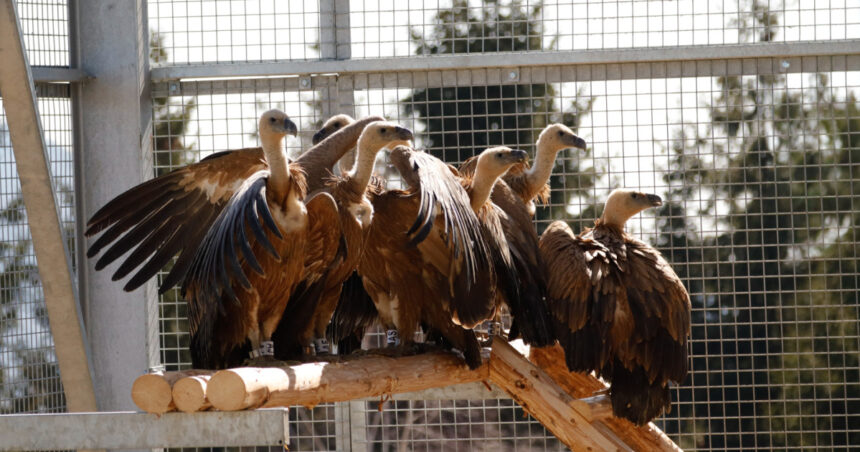 foto vulturii suri revin in romania dupa mai bine de 70 de ani primele 25 de exemplare au ajuns in masivul fagaras 69aed70b0feaf