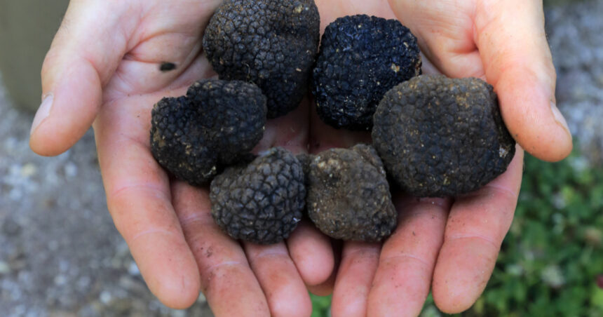 garda de mediu a dat amenzi de aproape 18 milioane de lei dupa controale in toata tara la comerciantii de trufe si fructe de padure 69bd7ab406e0b