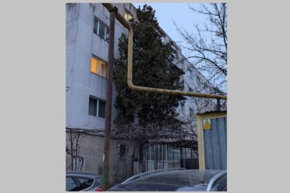 incredibil pisicutele din constanta au oprit un jaf in desfasurare cum a fost posibil 69b59704ab4b7