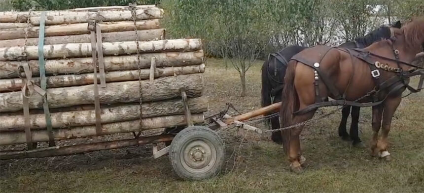 padurar din baneasa snopit in bataie de un hot de lemne agresorul dupa gratii pentru 30 de zile 69c4dc80b4b32