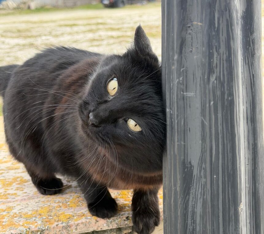 pisicile salvatoare din tomis nord cum au reusit felinele sa strice planurile hotilor 69b678a2860c7