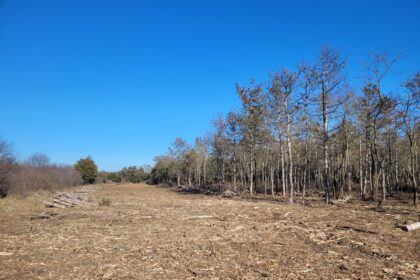 proces la final pentru o bucata din padurea comorova unde o firma vrea sa construiasca locuri de cazare 69b8767860e75