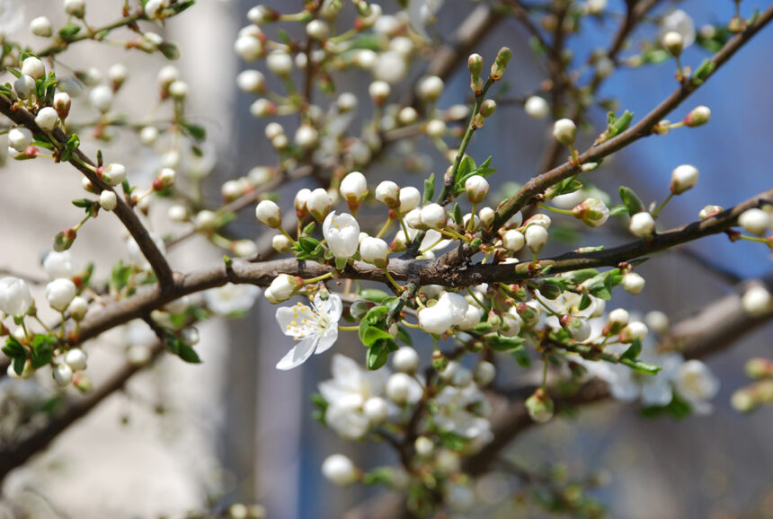 prognoza meteo pentru urmatoarele patru saptamani cum va fi vremea de florii 69afe09909fa4