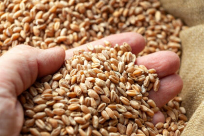 romania va incepe in maximum doua luni sa exporte cereale in china anuntul facut de ministrul agriculturii este oficial 69ba7c60df844