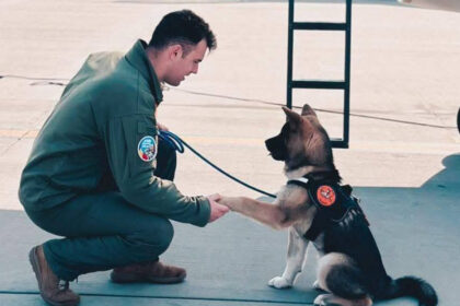 un pilot roman de avioane de vanatoare f 16 a murit dupa ce a incercat sa salveze un caine cazut intr un bazin cu apa 69b0958c14483