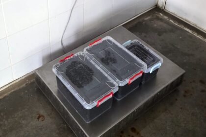 video 19 kilograme de caviar in valoare de 40 000 de euro gasite la braconierii din constanta de politistii de frontiera 69bbf9f36f05f