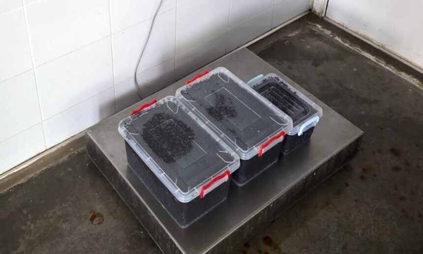 video 19 kilograme de caviar in valoare de 40 000 de euro gasite la braconierii din constanta de politistii de frontiera 69bbf9f36f05f