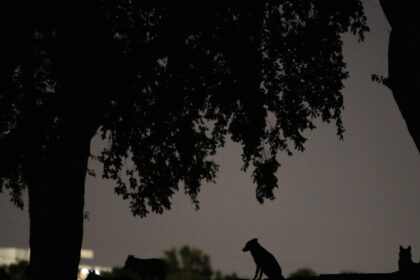 video alerta intr un mare oras din vestul tarii sacalii seamana teroare zi si noapte localnicii sunt revoltati nu mi se pare normal 69b50513e1e86