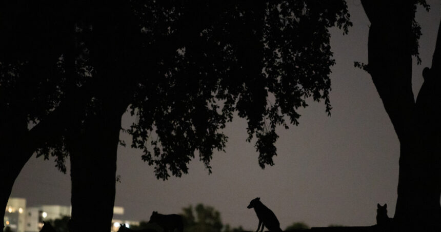 video alerta intr un mare oras din vestul tarii sacalii seamana teroare zi si noapte localnicii sunt revoltati nu mi se pare normal 69b50513e1e86