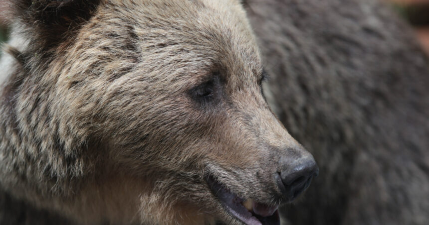 video barbat atac de urs intr o padure din judetul mures este constient smurd a intervenit cu un elicopter si l a dus la spital 69bfec7dd725b
