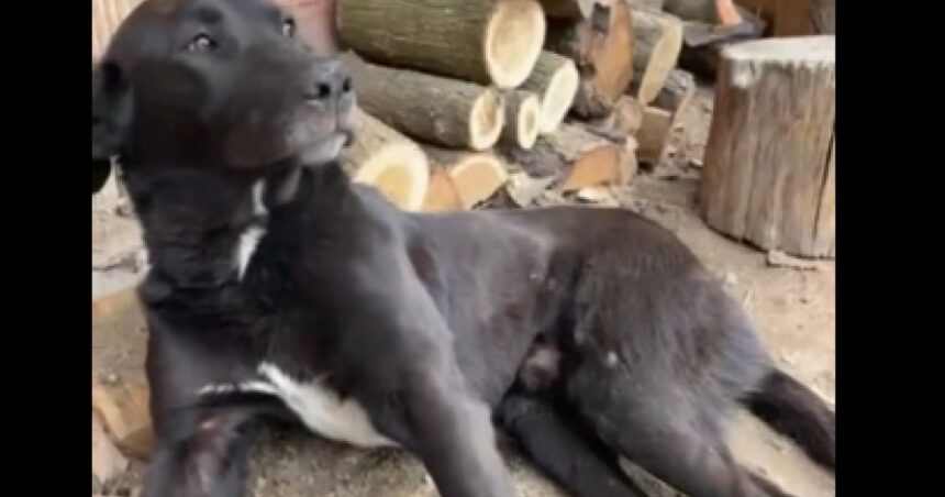 video caine batut pana la paralizie in alba autorii ar fi stapanul si copiii sai val de reactii prin care se cere pedepsirea vinovatilor 69ca9bb6948b7