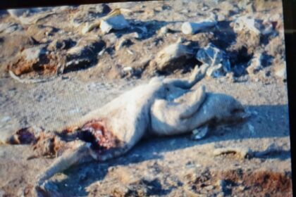 video dezastru ecologic pe raza orasului ovidiu sute de resturi animale au fost aruncate pe camp a fost deschisa o ancheta 69b2923c229f1