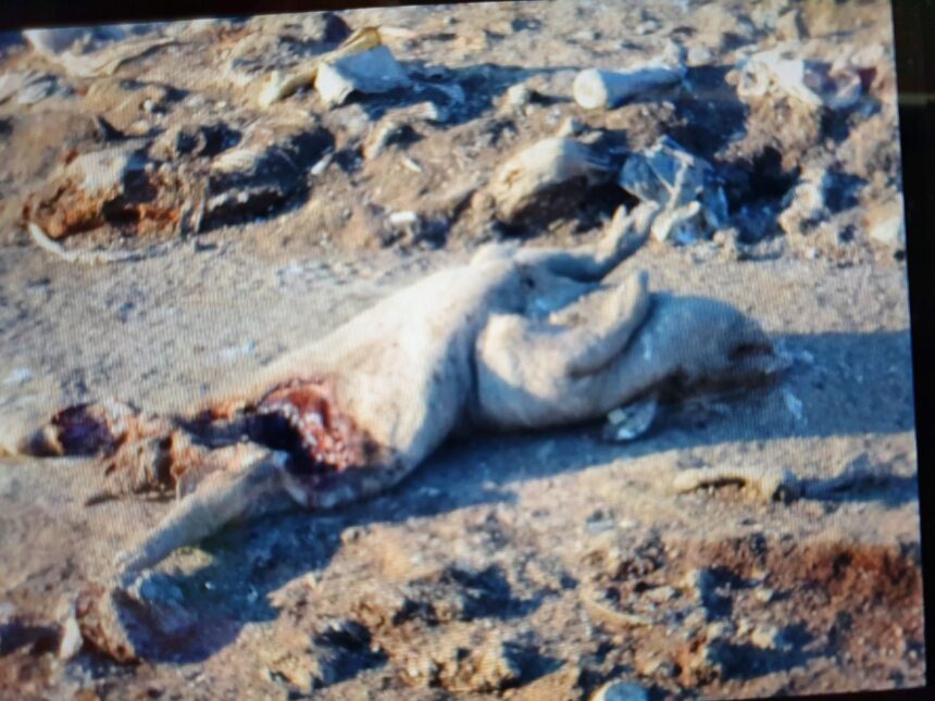video dezastru ecologic pe raza orasului ovidiu sute de resturi animale au fost aruncate pe camp a fost deschisa o ancheta 69b2923c229f1
