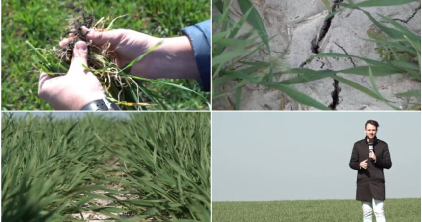 video risc de seceta in vestul si centrul tarii in banat nu a mai plouat de doua saptamani s ar putea sa fie capacul pentru unii fermieri 69bb97e922fbd