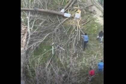 video scandalul din zona abator ia amploare au fost taiati copacii in zona unde cambela vrea sa faca parcare 69c4e0786f611