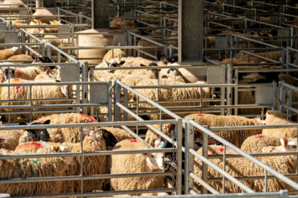 algeria vrea sa importe peste un milion de ovine din romania in 2027 in premiera sunt incluse si livrari de carne 69ce407a92035