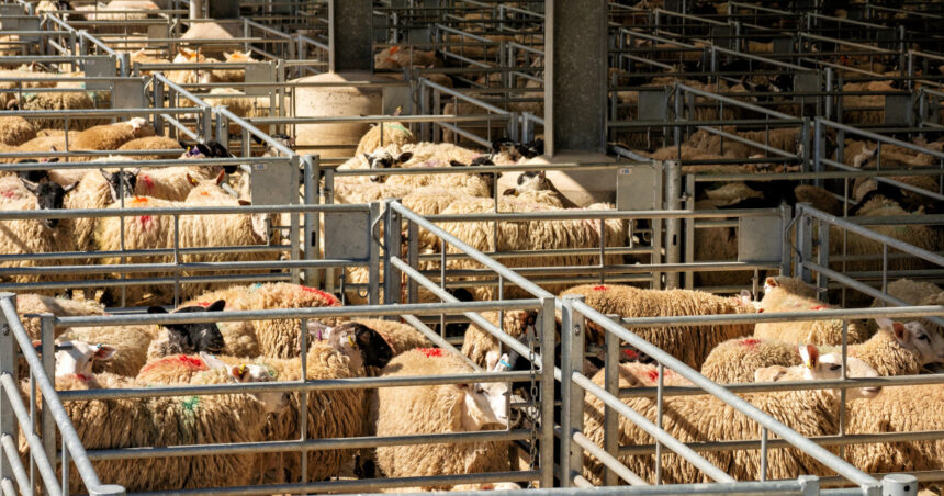 algeria vrea sa importe peste un milion de ovine din romania in 2027 in premiera sunt incluse si livrari de carne 69ce407a92035