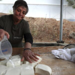 branza halloumi in pericol fermierii ciprioti se confrunta cu o epidemie mortala iar solutia depinde de acordul turcilor din nord 69dcb7d3255bb