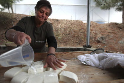 branza halloumi in pericol fermierii ciprioti se confrunta cu o epidemie mortala iar solutia depinde de acordul turcilor din nord 69dcb7d3255bb