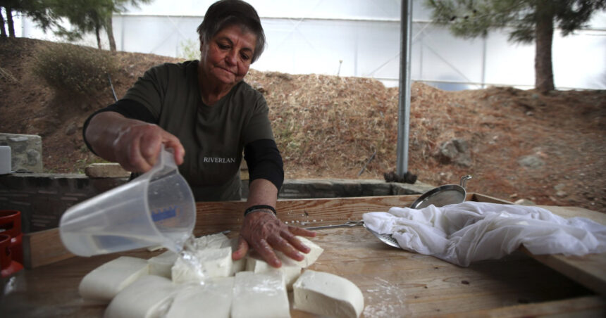 branza halloumi in pericol fermierii ciprioti se confrunta cu o epidemie mortala iar solutia depinde de acordul turcilor din nord 69dcb7d3255bb