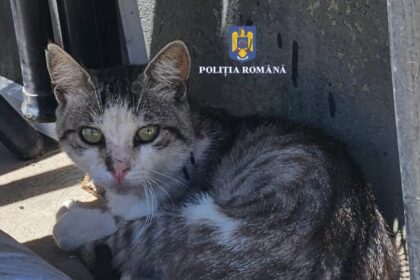 caz socant in constanta un barbat ar fi tras cu o prastie cu cuie dupa pisici date oficiale din ancheta 69e475e659908