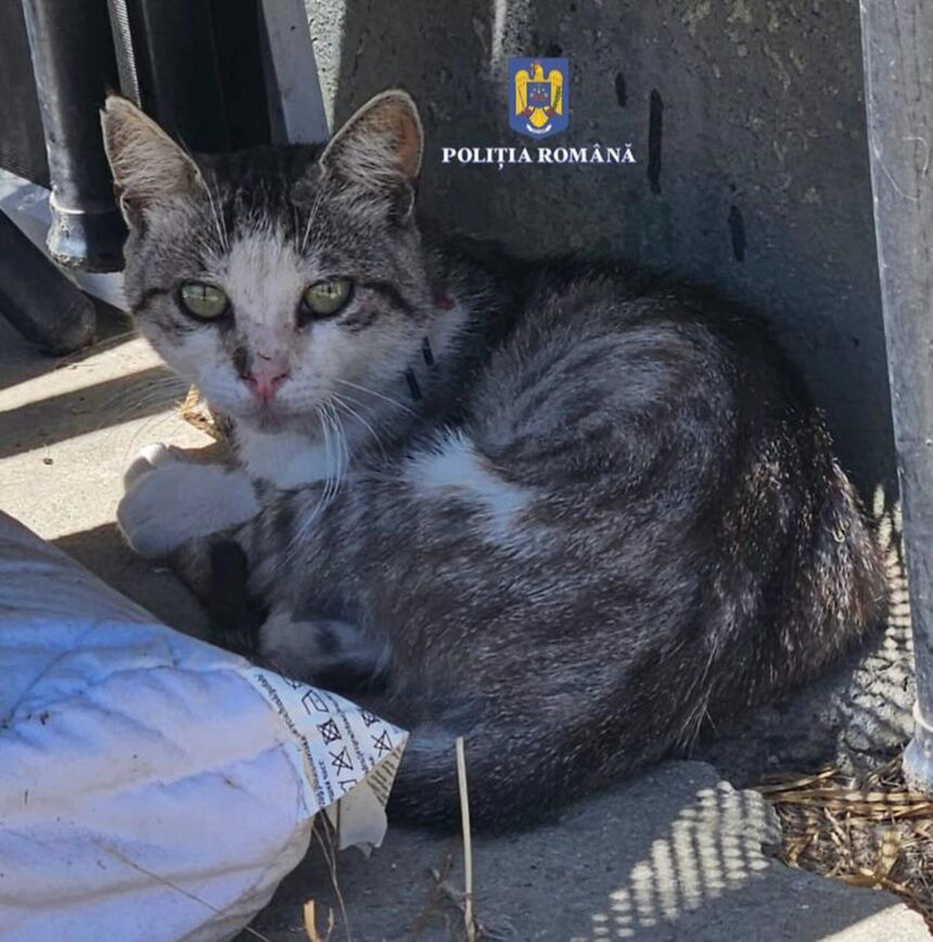 caz socant in constanta un barbat ar fi tras cu o prastie cu cuie dupa pisici date oficiale din ancheta 69e475e659908