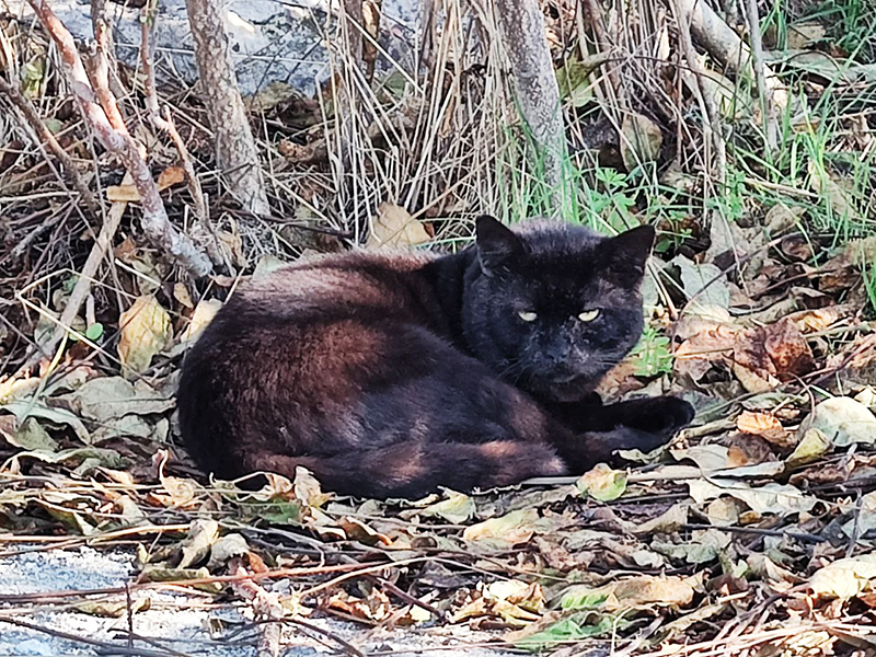 condamnare pentru barbatul din valu lui traian acuzat ar fi tras cu o prastie cu cuie dupa pisicile unui vecin 69ea337cb87eb