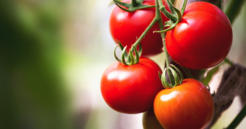 cu cat se vand rosiile romanesti la poarta solariilor producator anul acesta au fost cele mai mari costuri din ultimii ani 69d10c7c1005b