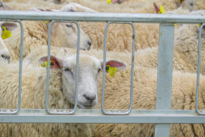cum afecteaza conflictul din orientul mijlociu exporturile de ovine dsvsa impactul va fi vizibil dupa paste 69d37867b9058