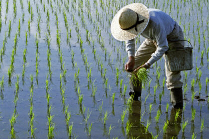 efectele razboiului din iran lipsa combustibilului ameninta productia de orez in asia 69da3562cb99d