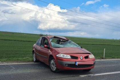 emotionant pompierii din constanta gazduiesc 3 pisici salvate din accidentul de la sibioara iata de unde le pot lua proprietarii 69d650bfd230b