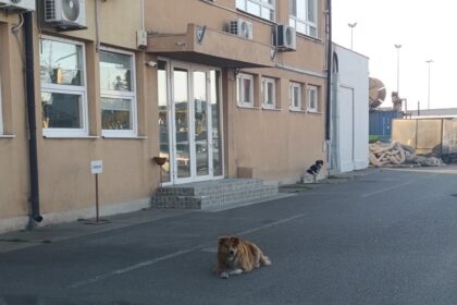 foto un grup de circa 10 caini sar la trecatori in portul constanta zona cuibul reginei reclama oamenii cn apm sa se afla la a treia procedura pentru contractarea serviciilor de gestionare a cainil 69ee16483075c