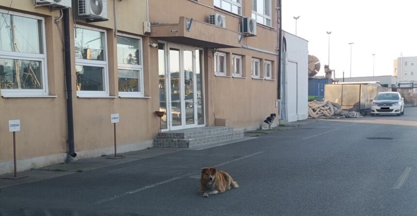 foto un grup de circa 10 caini sar la trecatori in portul constanta zona cuibul reginei reclama oamenii cn apm sa se afla la a treia procedura pentru contractarea serviciilor de gestionare a cainil 69ee16483075c