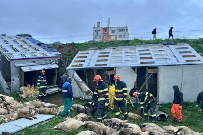 interventie de urgenta pentru salvarea oilor din accidentul de la navodari 69e72e00c662e