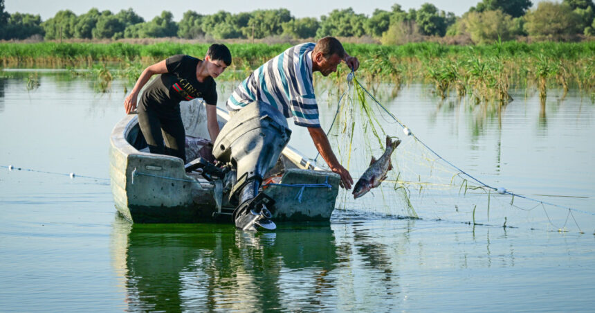 pescarii din delta dunarii au scumpit pestele din cauza costurilor cu carburantii trebuie sa acoperim pierderile 69d3cf1fc1ea1
