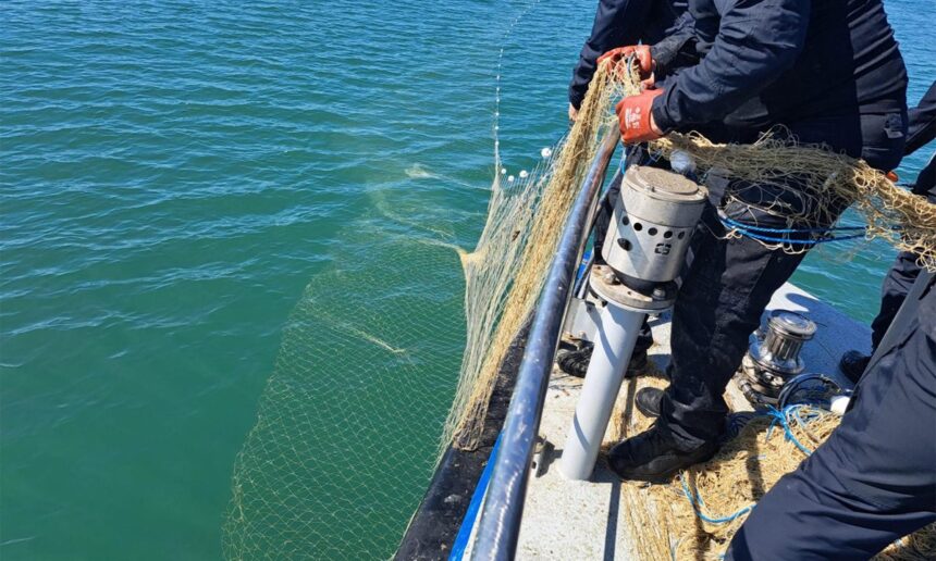 politistii de frontiera din sulina au salvat sase sturioni cinci delfini si un rechin prinsi in plase ilegale la marea neagra 69edc1fc7d2bd